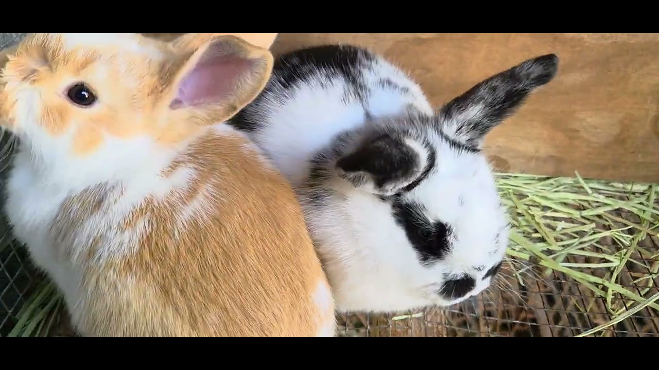 Tip to keep waterers from freezing #rabbit #water #home 