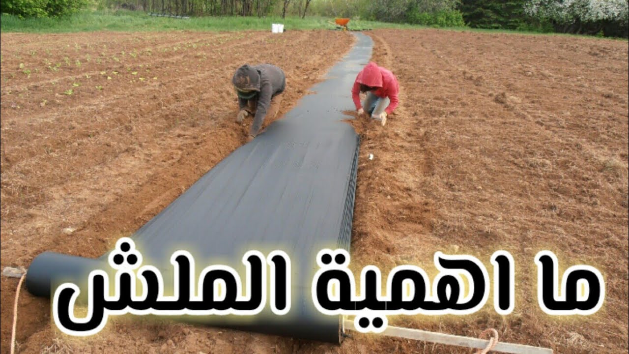 ما اهميه الملش الزراعي للخضار وما هو الفوائد