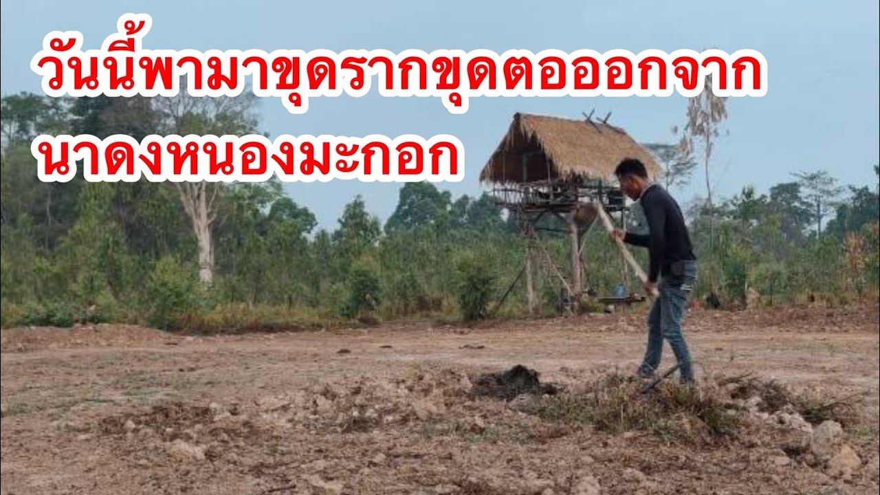 วันนี้พามาดูมาขุดรากขุดตอออกจากนา  อยู่ที่นาดงหนองมะกอก 28/2/2569 | เด่นเดินดง