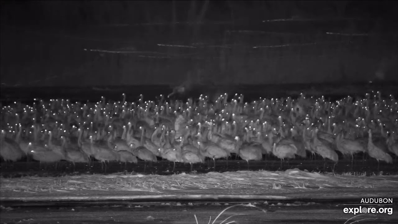All the cranes wake up!  2025-02-20 c. 12:15am (Rowe Sanctuary, explore.org)