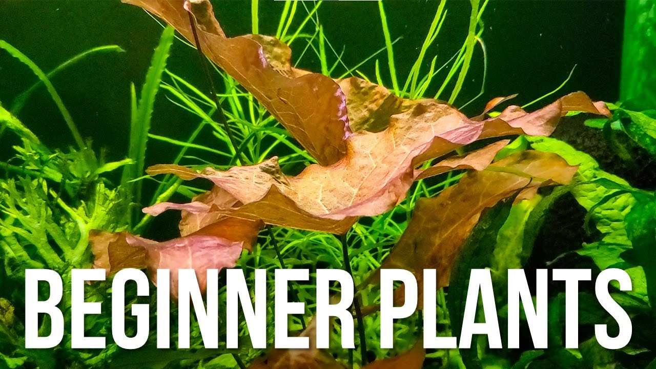 Top 7 Aquarium Plants for Beginners Who Can't Keep Them Alive 🌱
