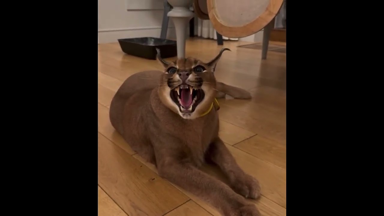 Caracal hiss compilation