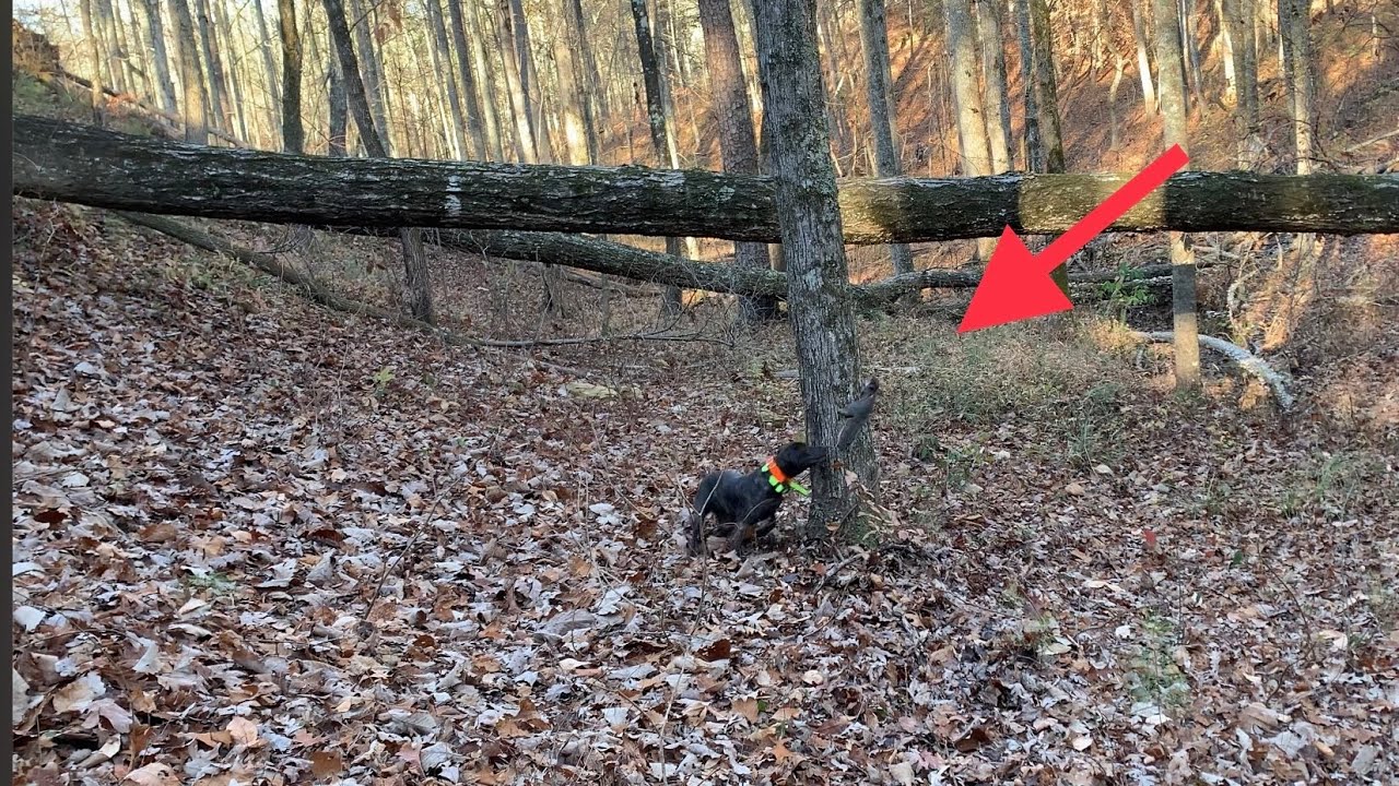 Hunting Squirrels with a Mountain Cur