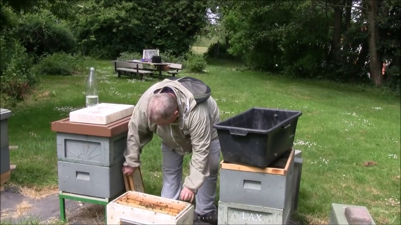 Det Hurtige dronningeproduktions kursus