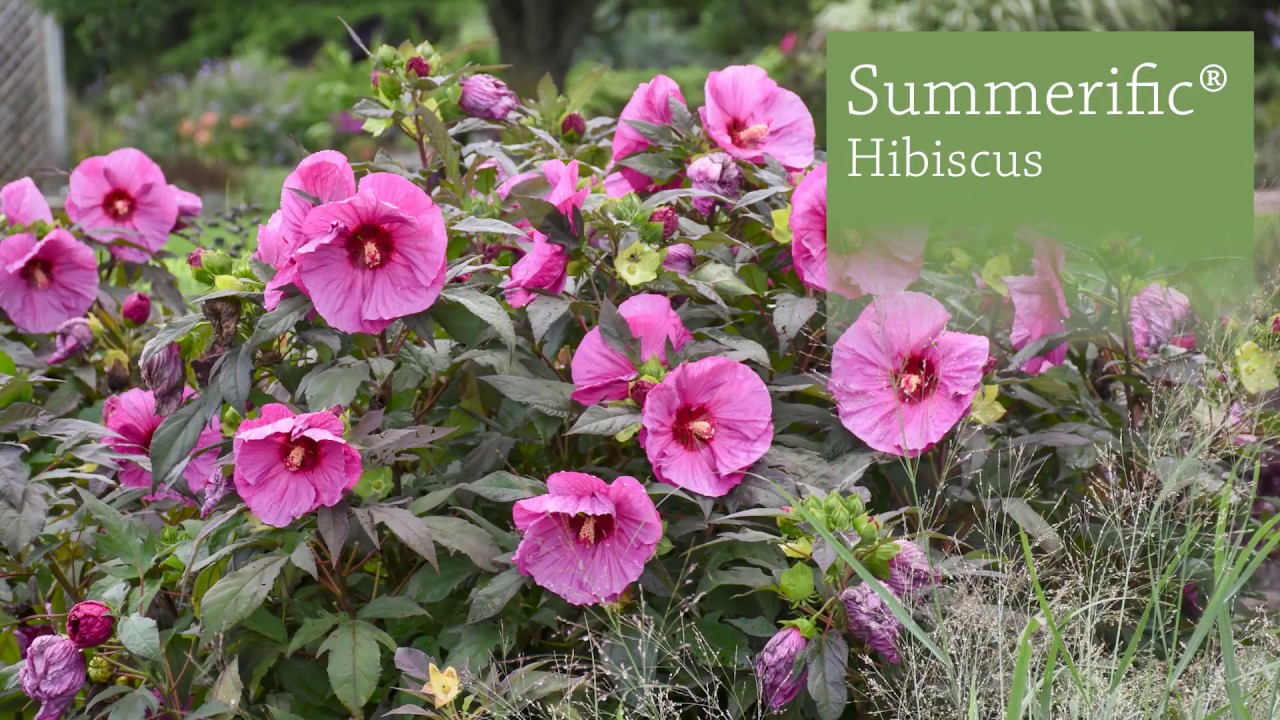 Hibiscus Production Tips | Walters Gardens