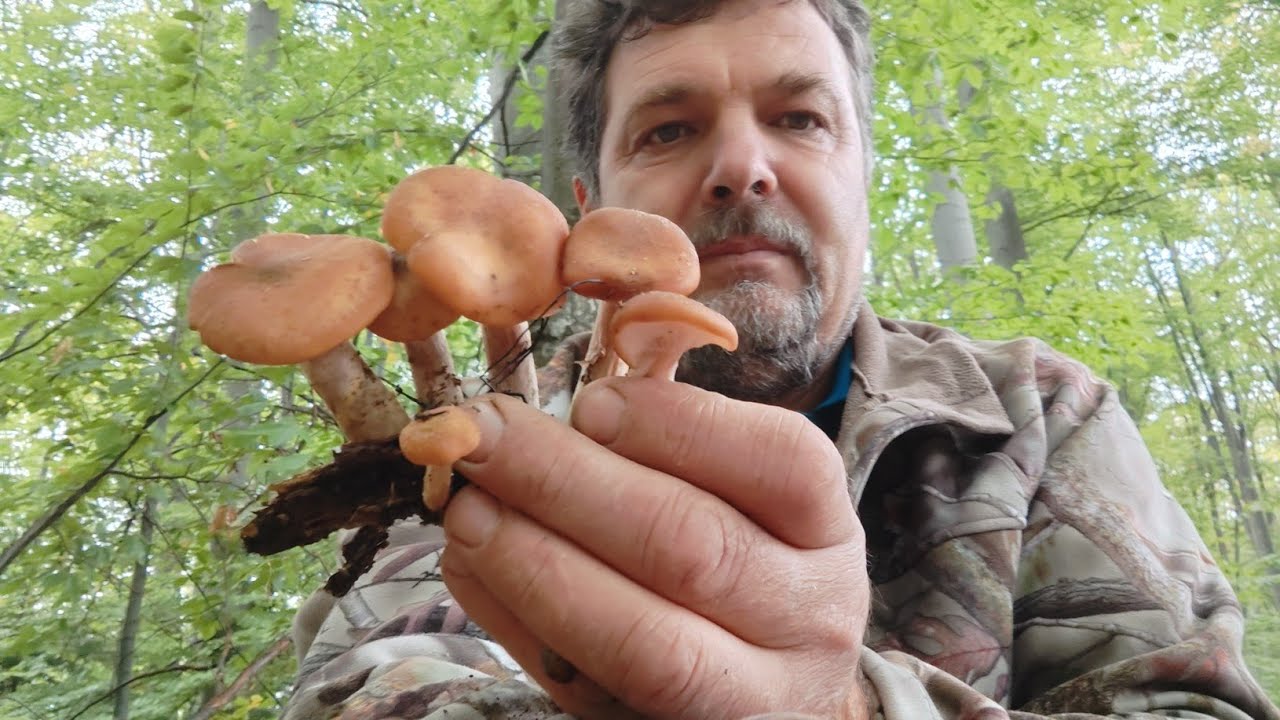 AM GĂSIT PRIMELE GHEBE🍄M-A PRINS PLOAIA ÎN PĂDURE 🌳