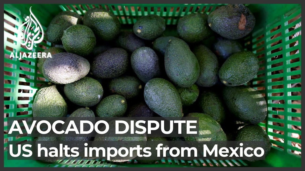Avocado prices expected to rise as US halts imports from Mexico