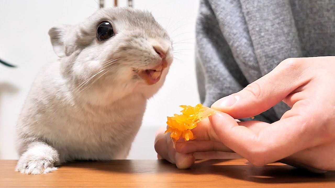もう食べられないと思っていた最後のミカンが出てきた時のうさぎさんの喜びかたが小さな子どもみたいでかわいいｗ