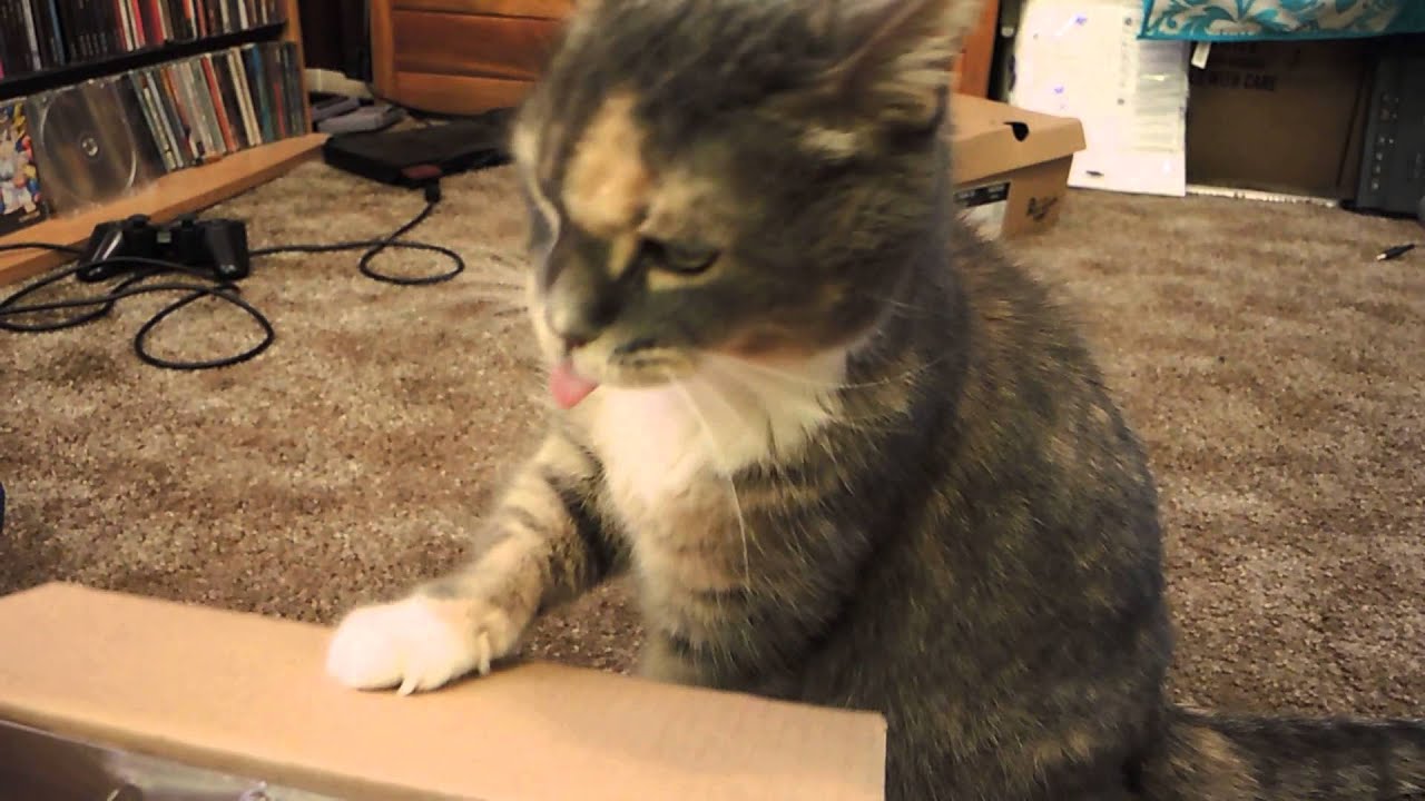 Cat playing with box