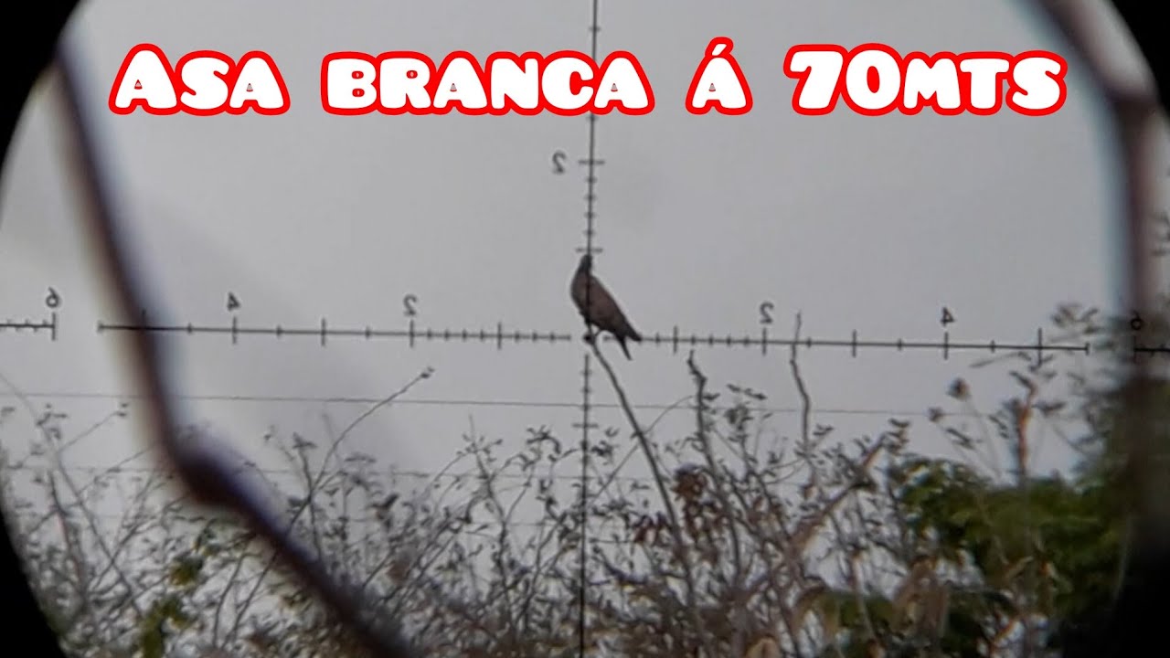 caçada de asa branca e juriti na bebida com a pr900 g2