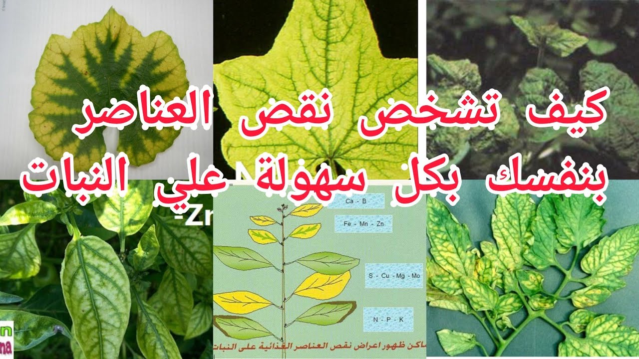 طريقه سهلة وبسيطة لمعرفة نقص العناصر الغذائية علي النبات