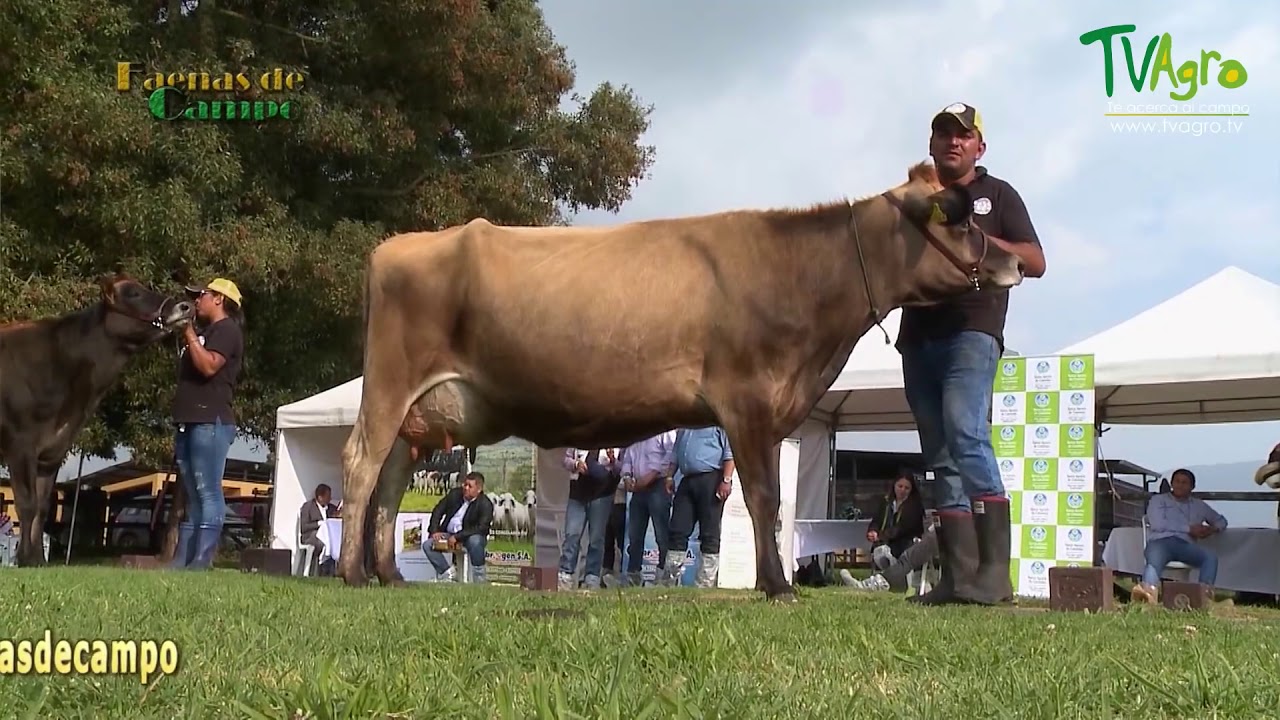 UNA EXPERIENCIA DE APRENDIZAJE SOBRE LA RAZA JERSEY - DÍA DE CAMPO ASOJERSEY COLOMBIA