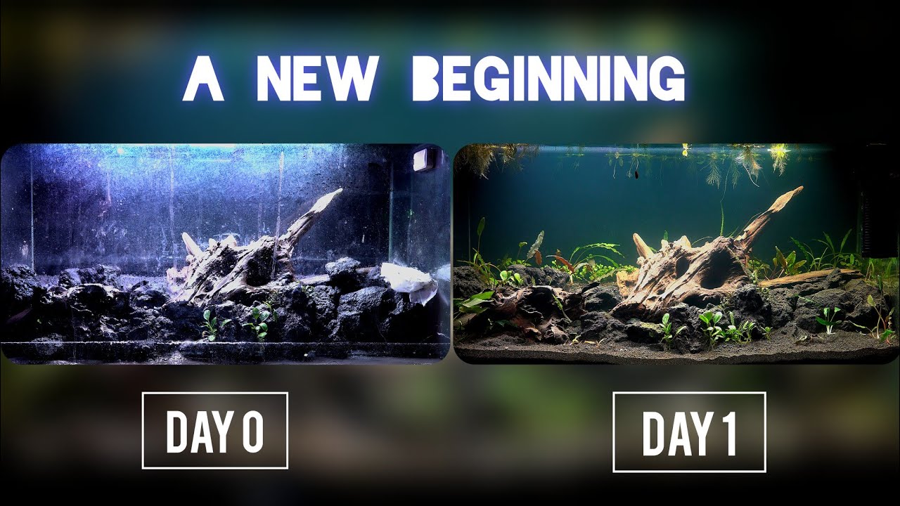 A Refresh. Planted Aquarium Setup. 50-gallon 