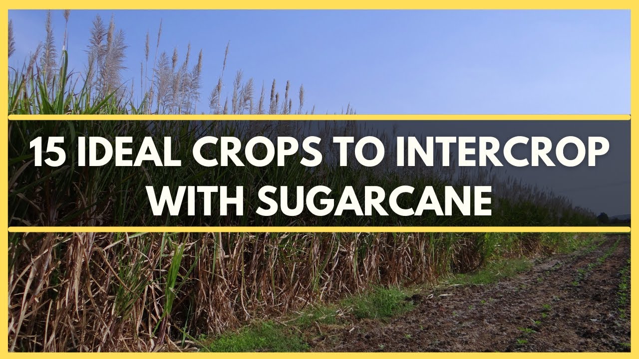 SUGARCANE INTERCROPPING: 15 IDEAL CROPS TO INTERCROP WITH SUGARCANE | SUGARCANE INTERCROPS