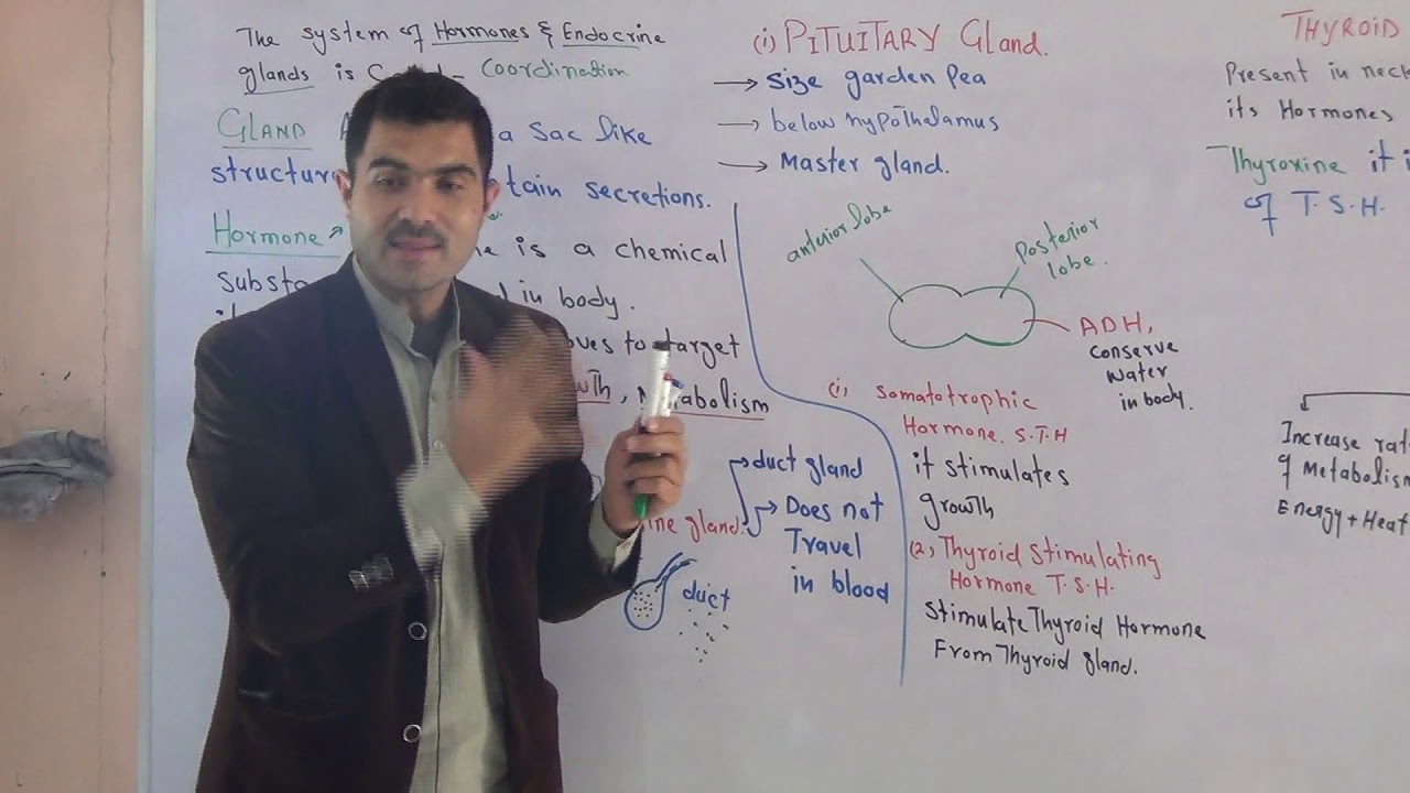 Endocrine system pituitary  gland and thyroid gland part1 Class 10  URDU/HINDI
