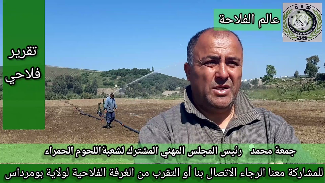 الأعلاف الخضراء sorgho #تقرير