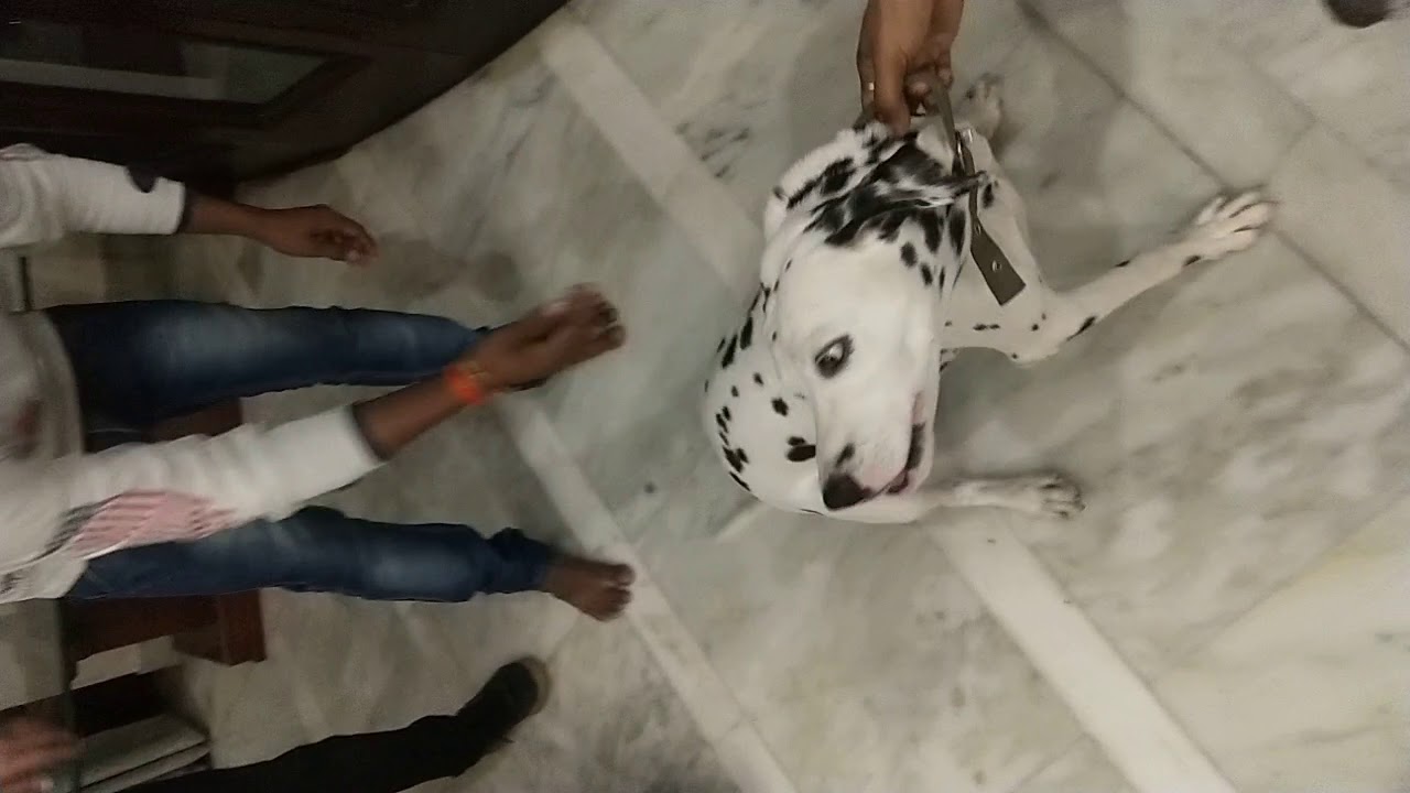 Saurabh Dog kennel Dalmation call 9140752208 / 7275863266