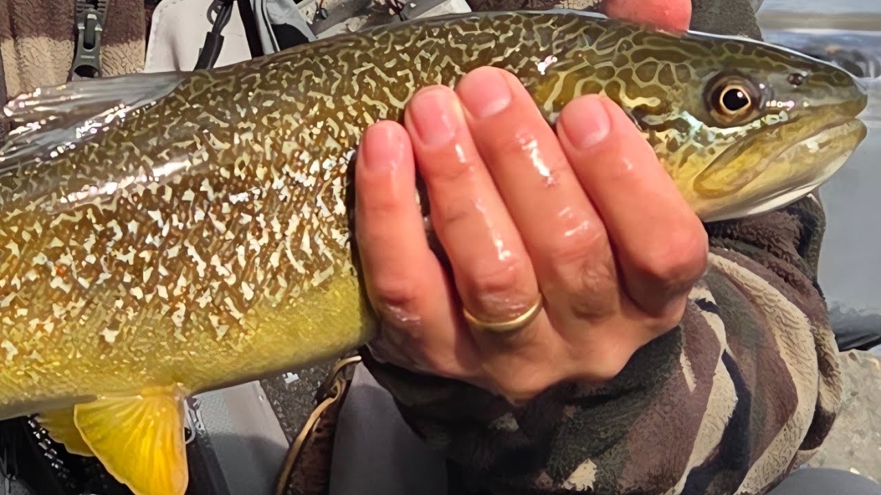 Isarco Marmorate Fario Ibridi  dai 30 ai 50 cm a Ninfa un Video....Diverso!