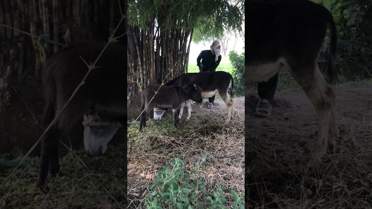 Oh no 😮😱with for end 😅😁 trending video ,dunky funny 🤣😂 video viral