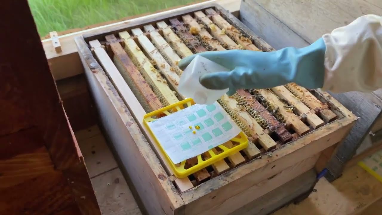 Folge VI: Behandlung mit Liebig Dispenser🐝☑️