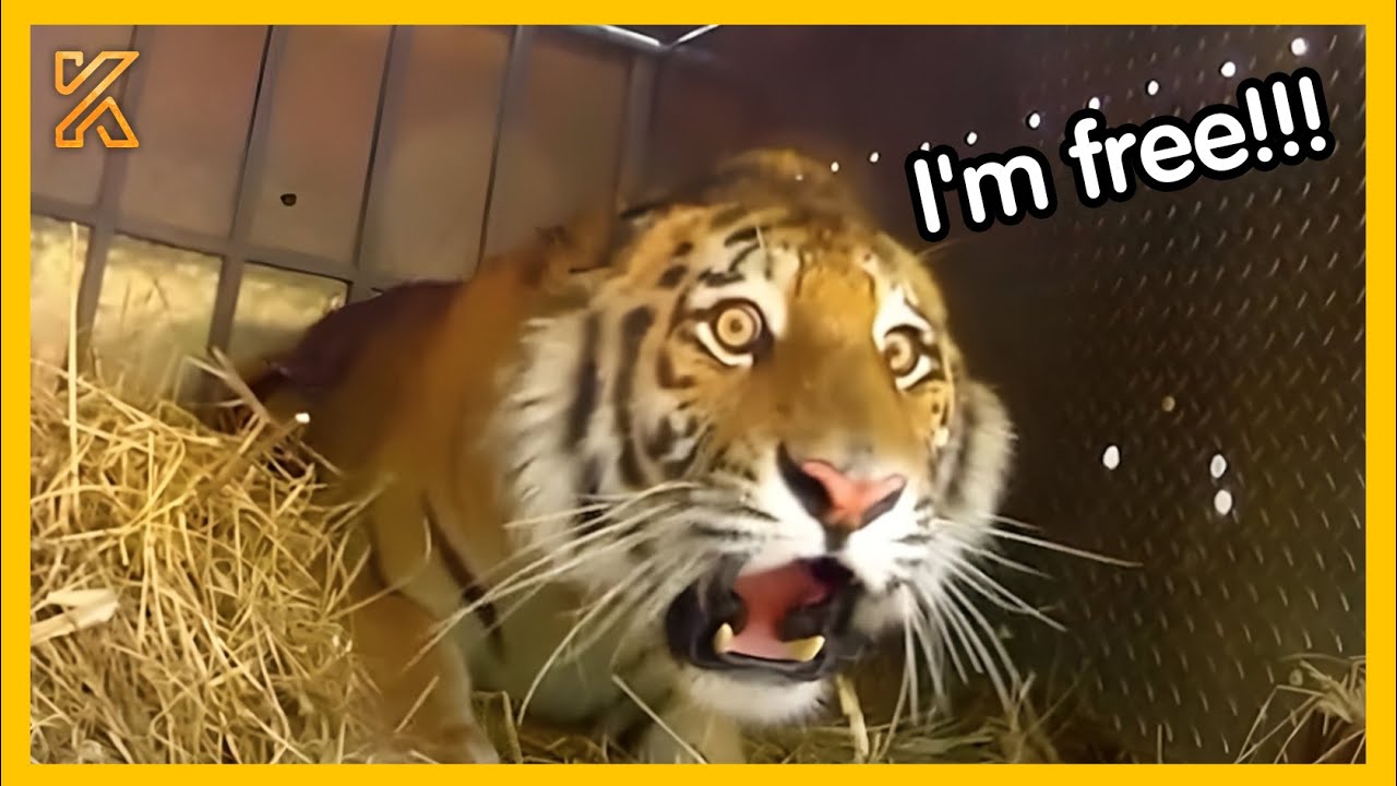 💕 Watch These Animals Being Freed For The First Time