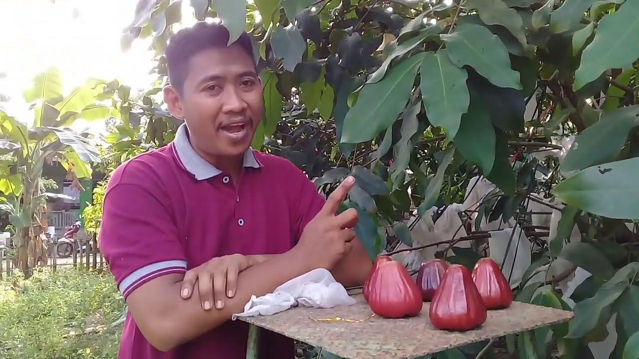 JAMBU AIR DALHARI ASLI ATAU TIDAK ? APAKAH WARNA MERAHNYA PASTI TEMBUS KE DAGING BUAH ?