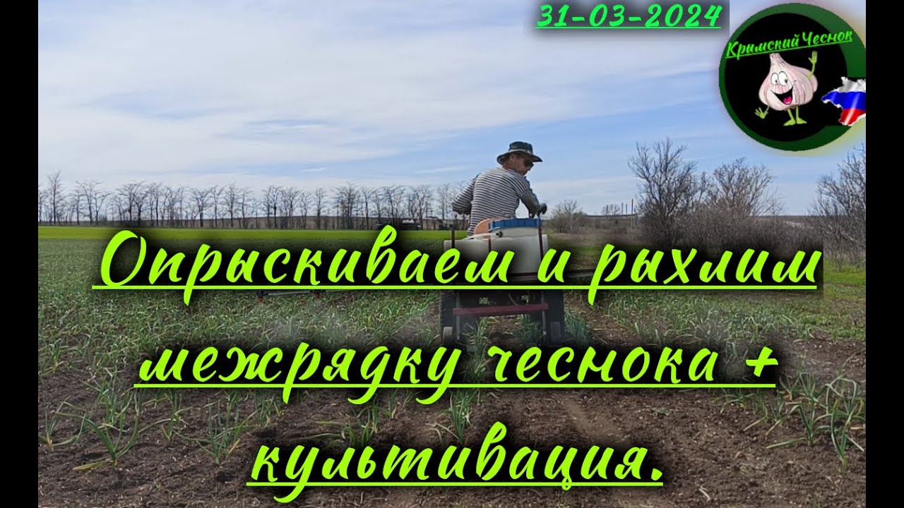 Опрыскиваем и рыхлим чеснок.