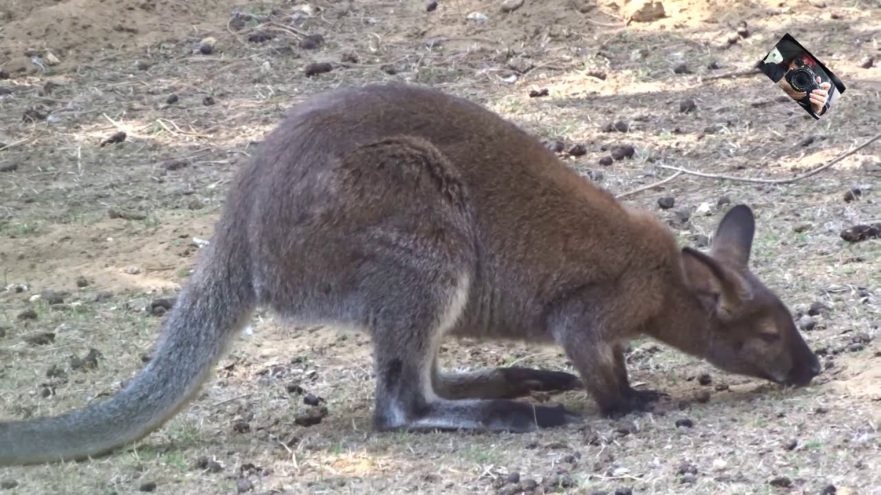 Le Wallaby  de Bennett  et son petit  - Zoo d'Upie   (Drôme) France