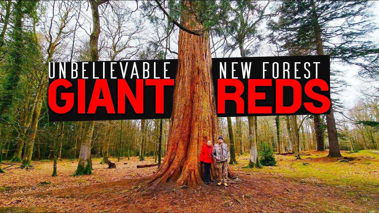 Вот каким ДОЛЖЕН быть автокемпинг! | The New Forest
