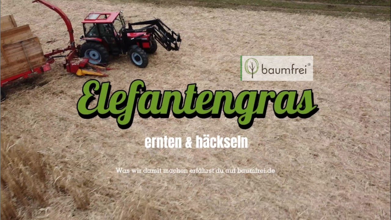 Miscanthus- Ernte 2023 mit einreihigem Maishäcksler. Chinaschilf für neue Produkte auf 🌳 baumfrei.de