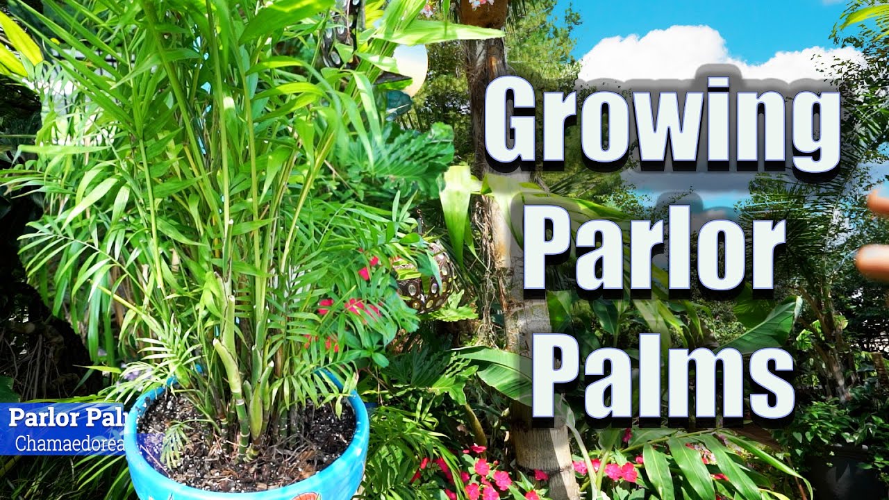 How to Grow Parlor Palms Indoors || Chamaedorea elegans