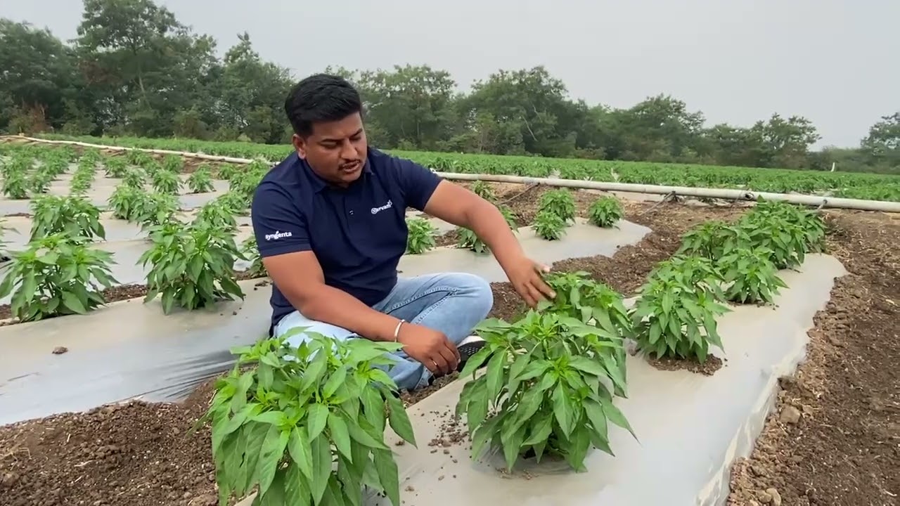 Valagro Bioscience Solution चे मिरची पिकातील आळवणी चे फायदे 🌱🌱