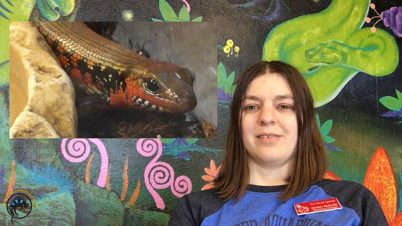 How to Take Care of a Fire Skink!