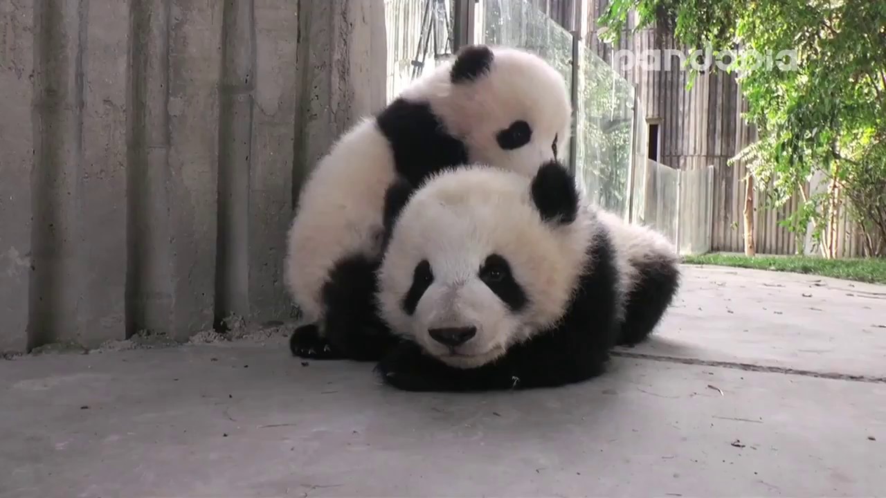 萌兰救助视频 Help giant panda Meng Lan!