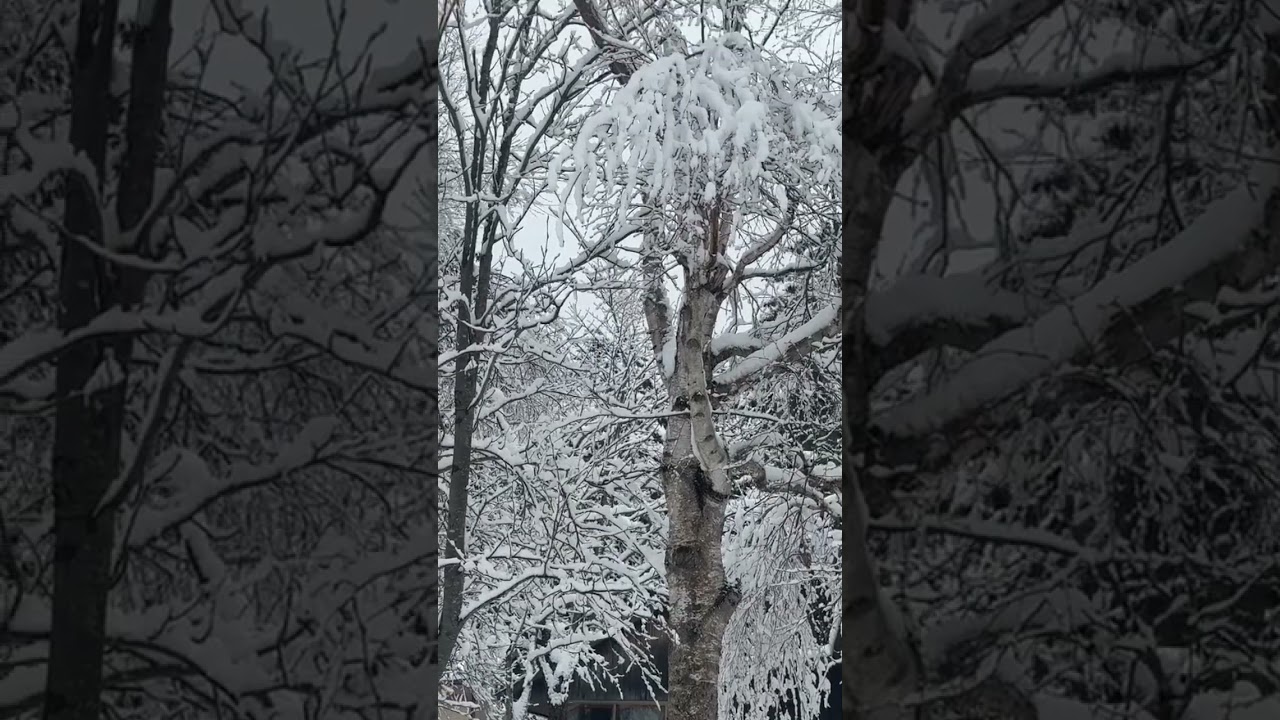 The magic of the nature look at the snow