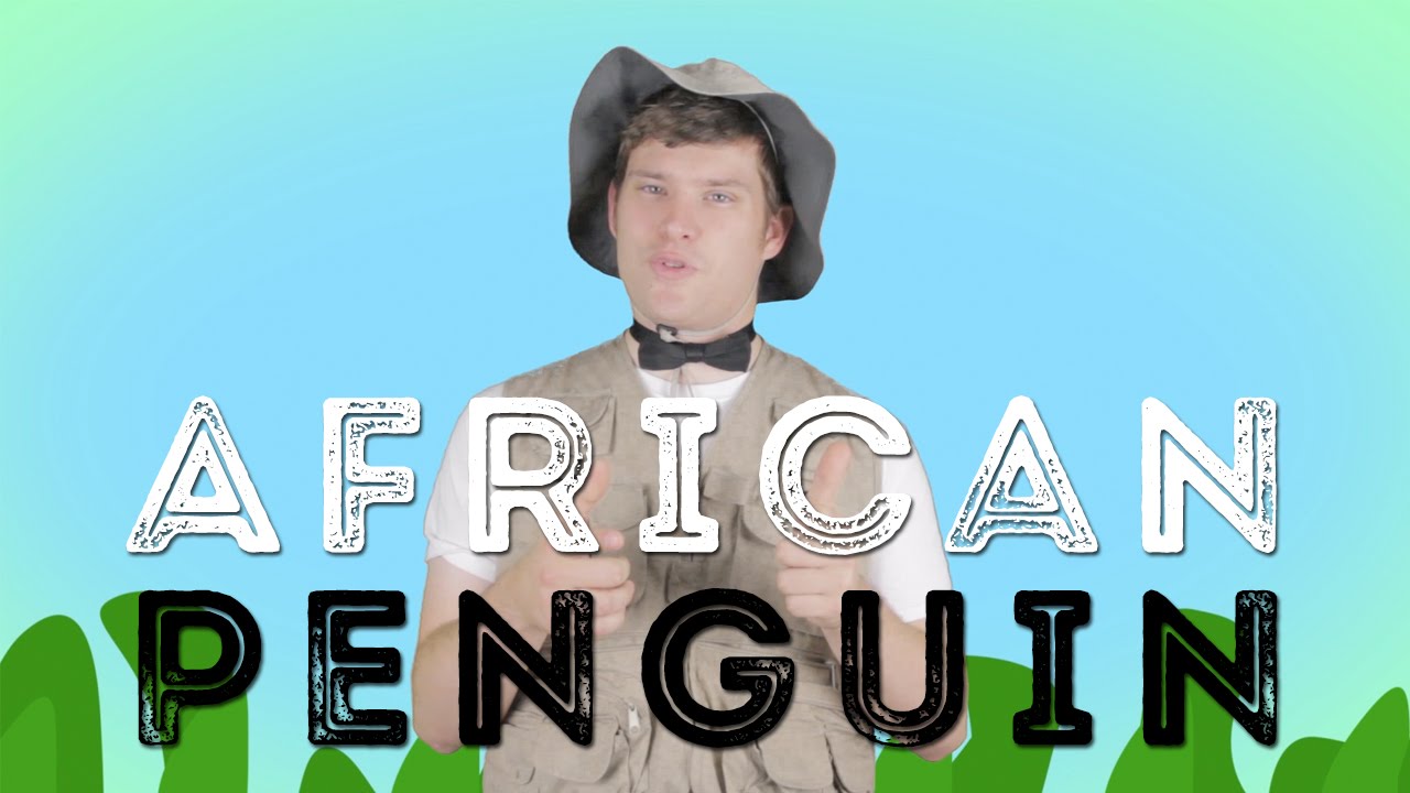 African Penguins