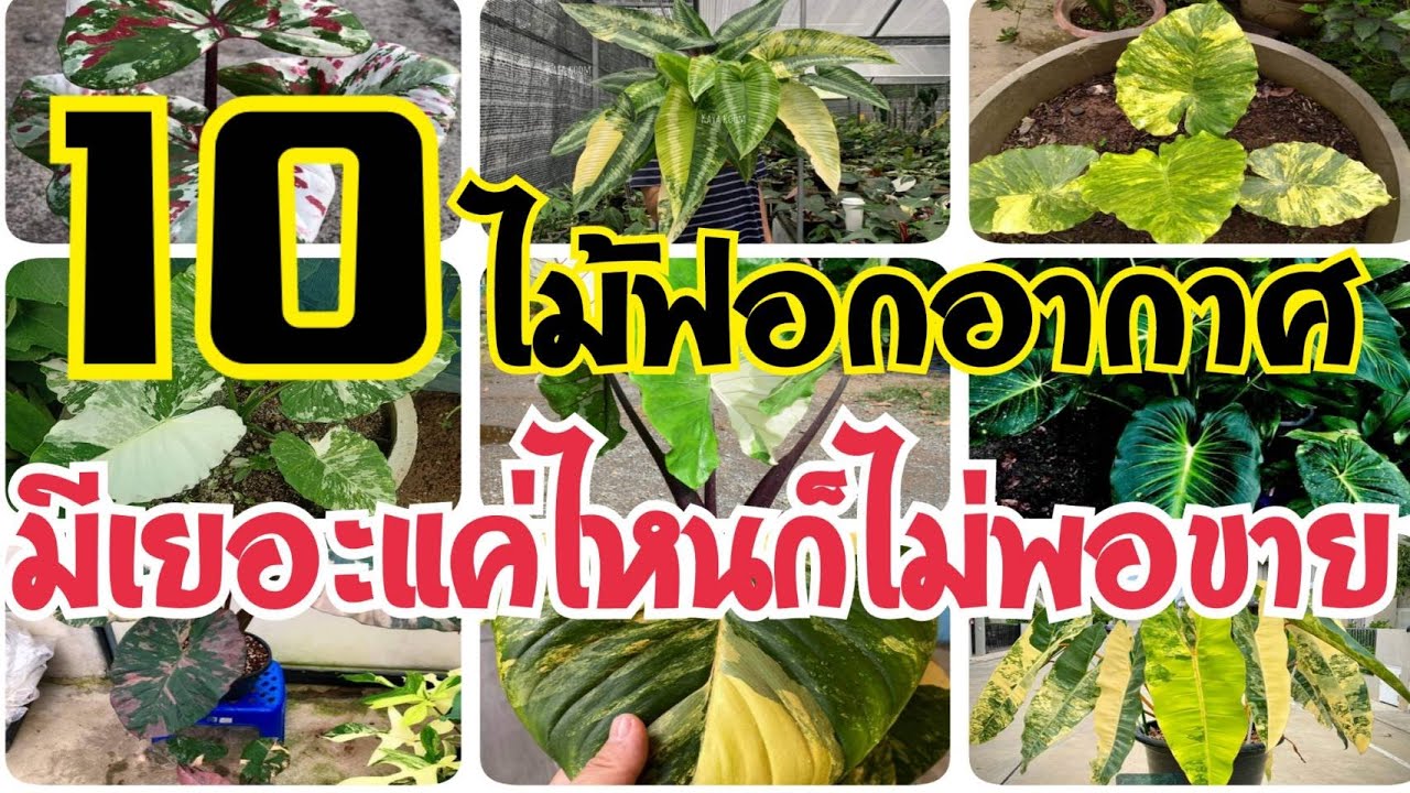 10 ไม้ฟอกอากาศที่มีจำนวนมากแค่ไหนก็ไม่พอขาย : หลงไม้ใบ EP.70