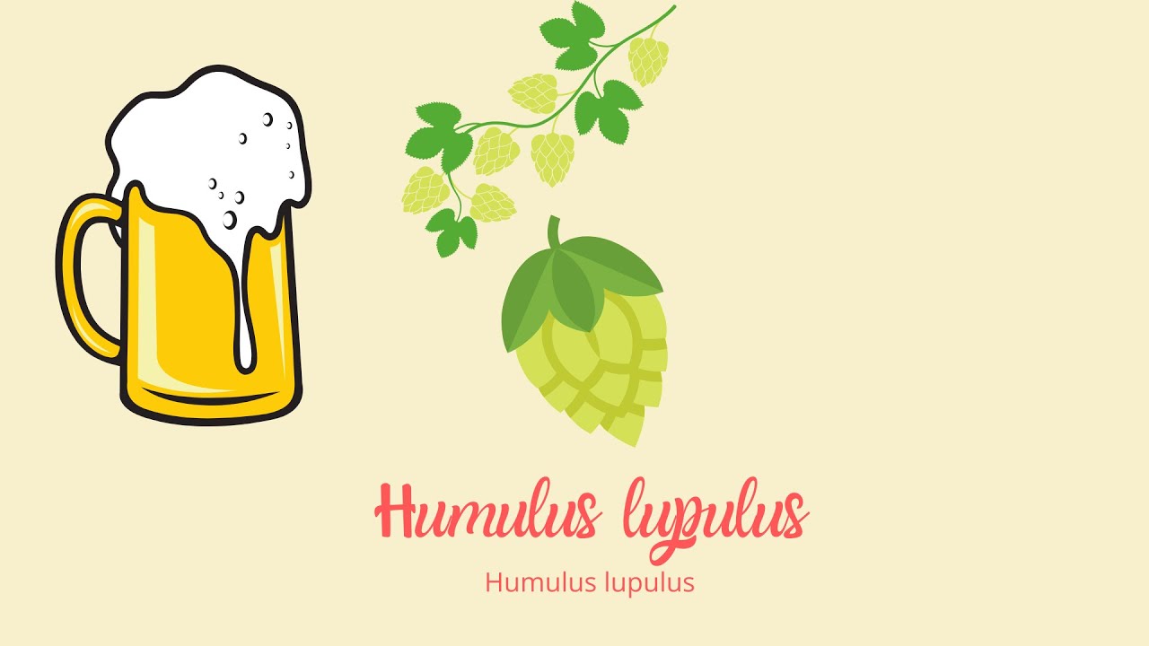 Learn about the Terpene Humulene - It's Effects, Where to find it and more
