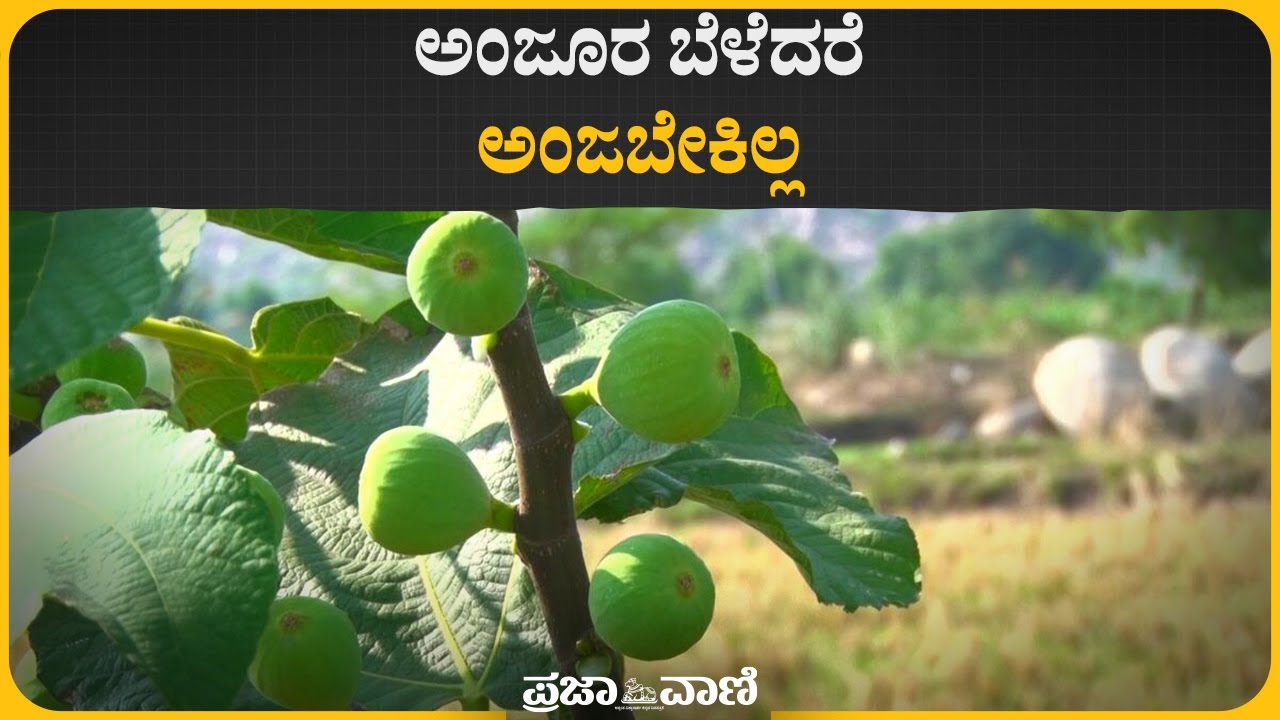 ಬಳ್ಳಾರಿ: ಅಂಜೂರ ಬೆಳೆದರೆ ಅಂಜಬೇಕಿಲ್ಲ  | Fig Plantation In Bellary | Karnataka | Fig Fruit | Anjura