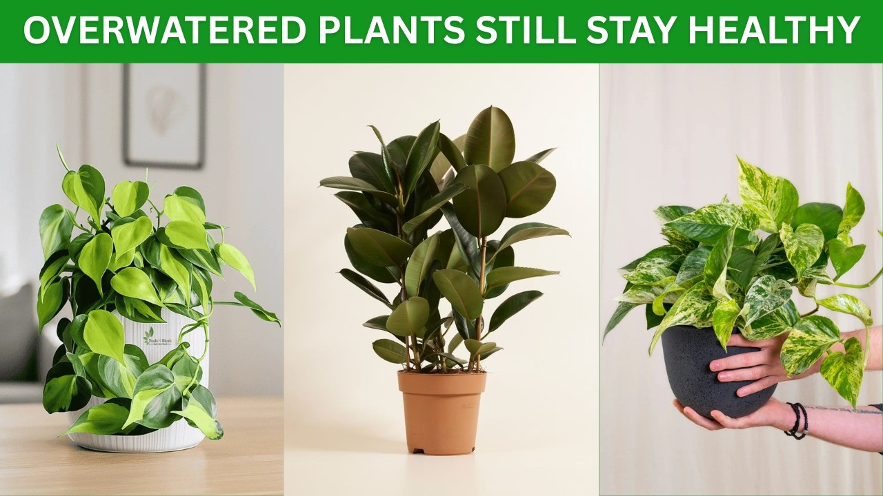 12 Indoor Plants That Survive Overwatering | Thriving Plants, No Stress