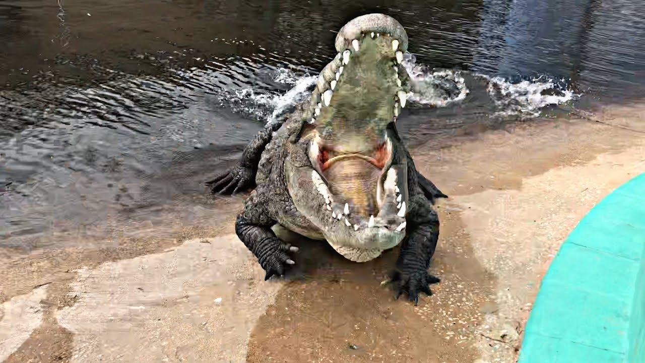 Risk it for the Biscuit!