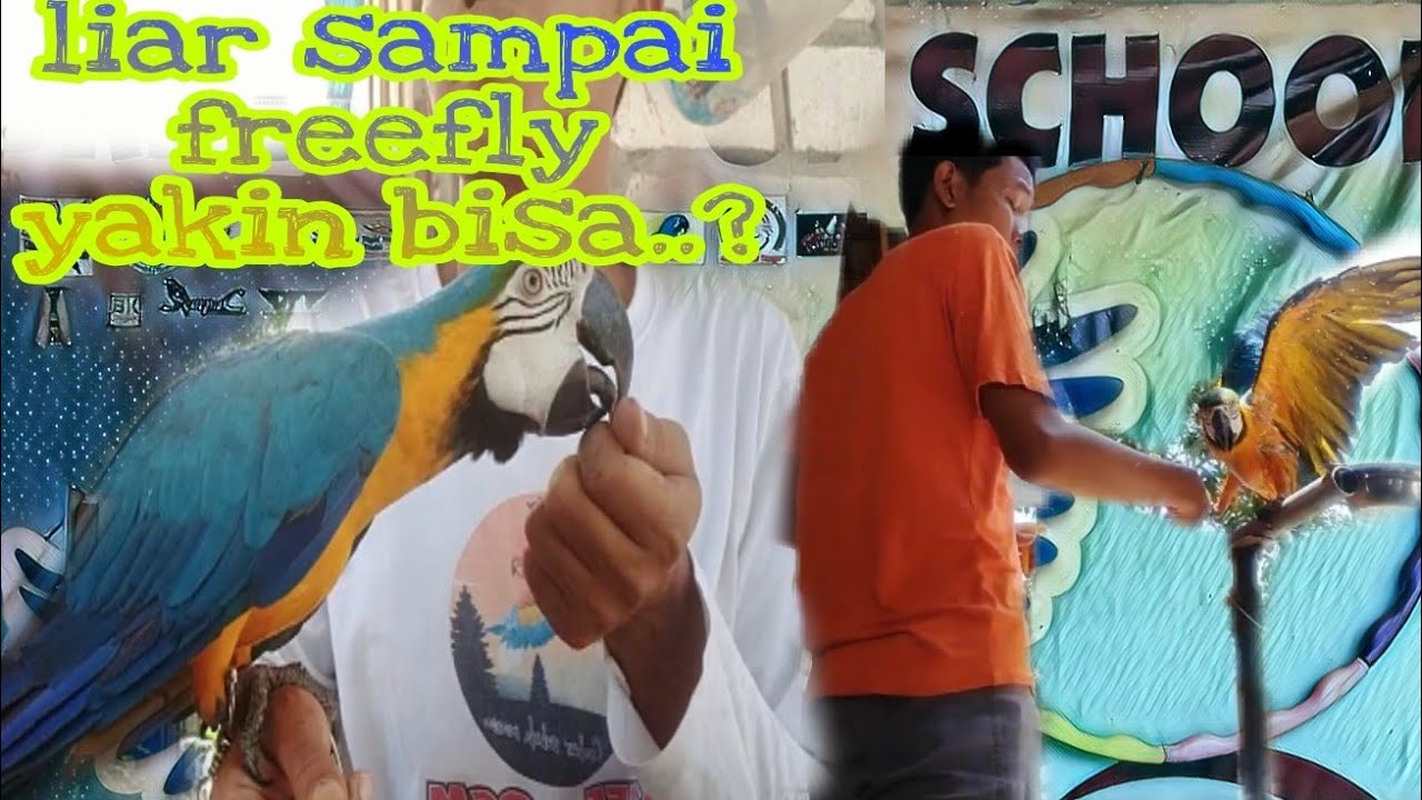 melatih burung macaw BNG liar sampai freefly.. yakin bisa..?