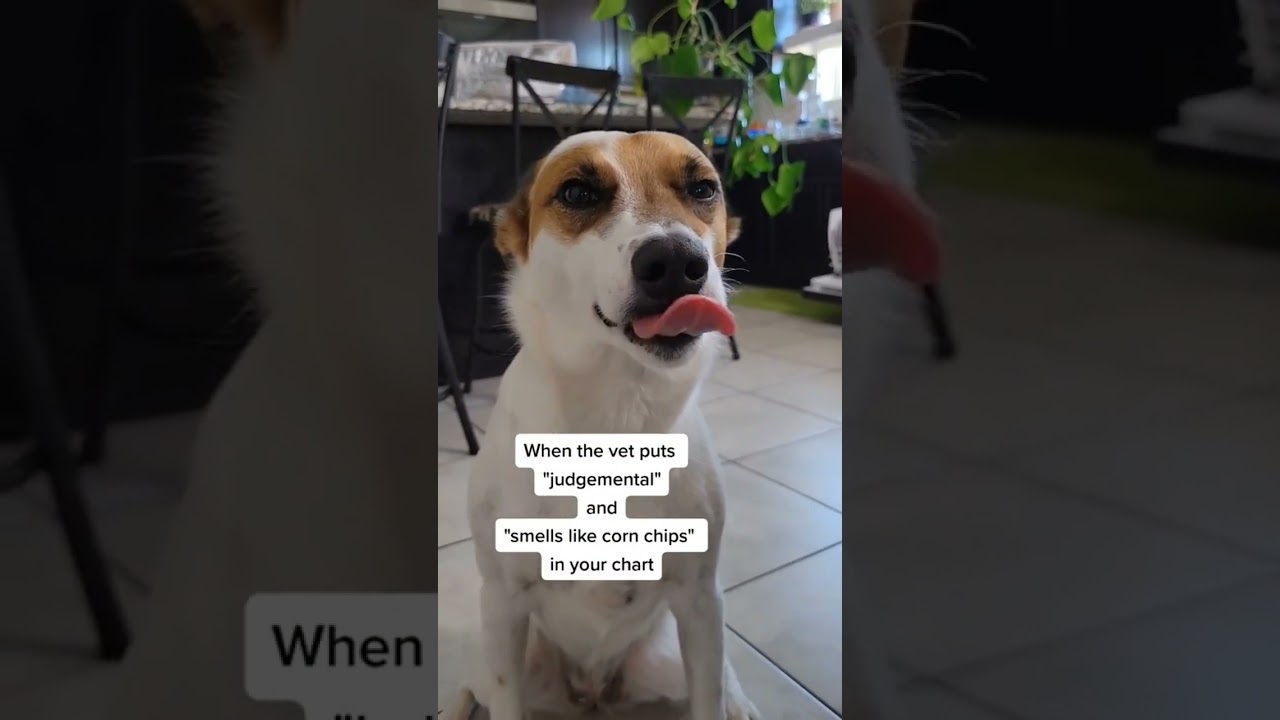 You smell like corn chips #dogthoughts