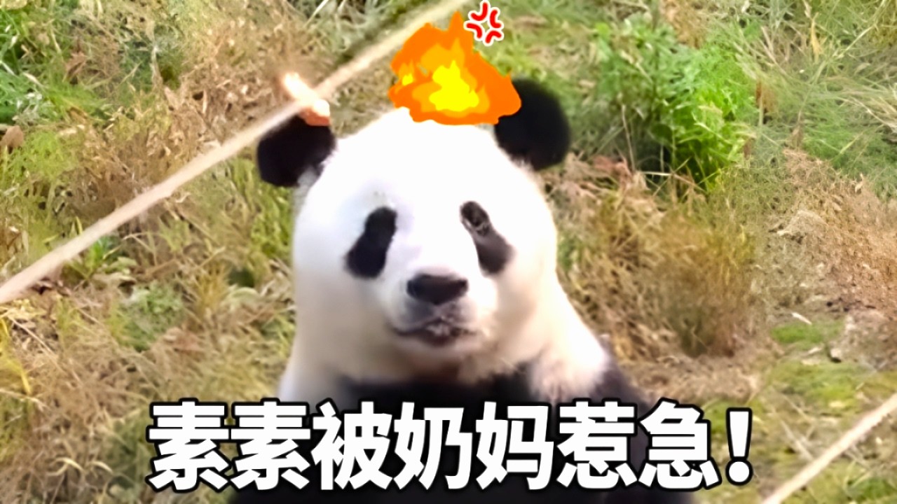 大熊猫素素一到上班点就自己开门上班，奶妈看他积极上班就奖励小苹果，不料素素多次都没有拿到气的它直接上手去抓！【大橙子数据】