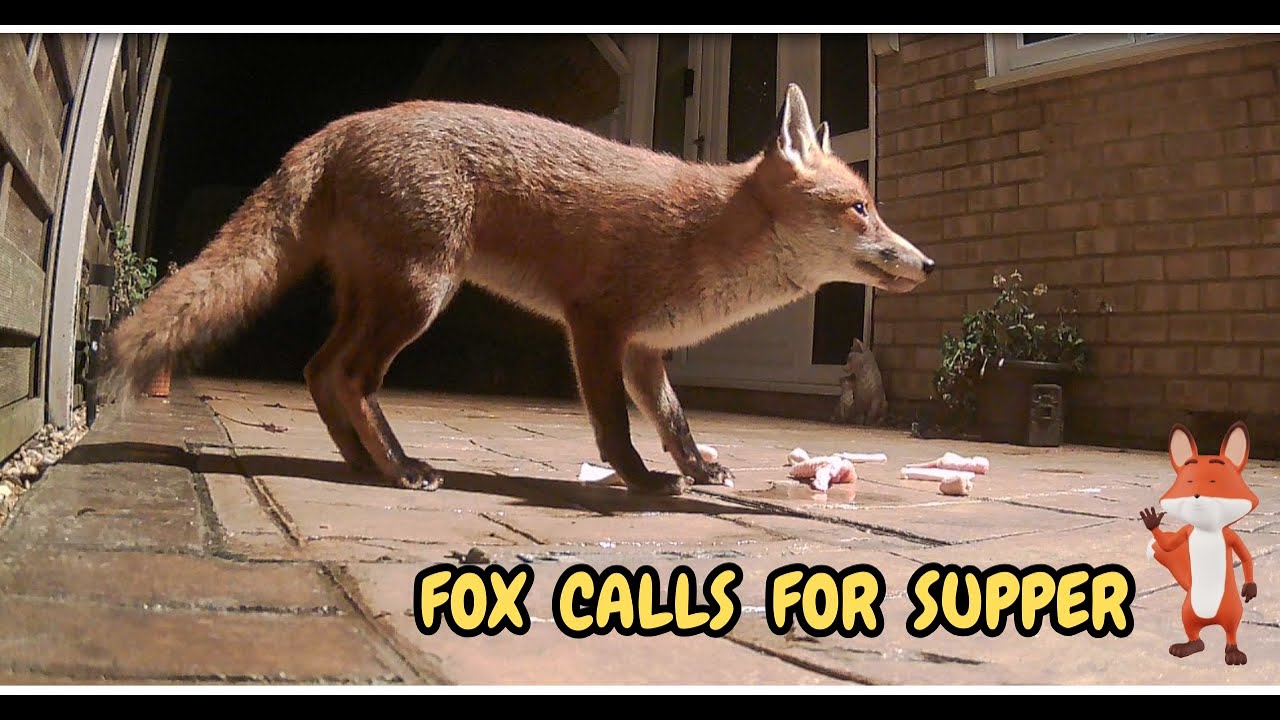 FOX CALLS IN FOR SUPPER