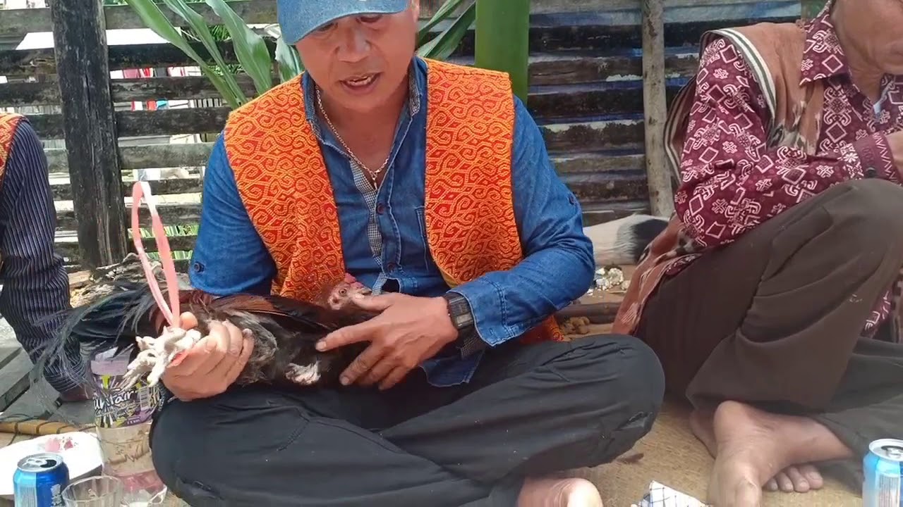 Tradisi dan budaya dayak iban (bebiau)