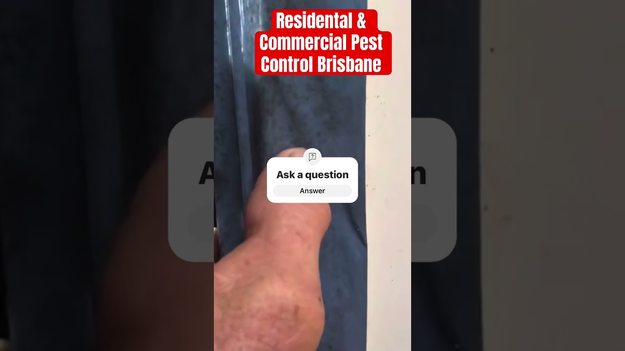 Residential & Commercial Pest Control Brisbane #cockroach #ants #insects #termites #pestcontrol