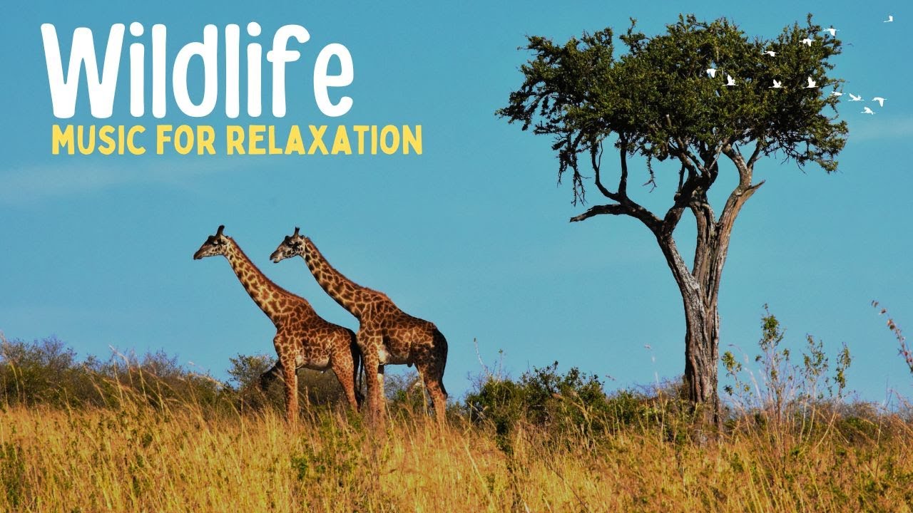 Relaxing Music with Animals | Reduce Anxiety and Stress