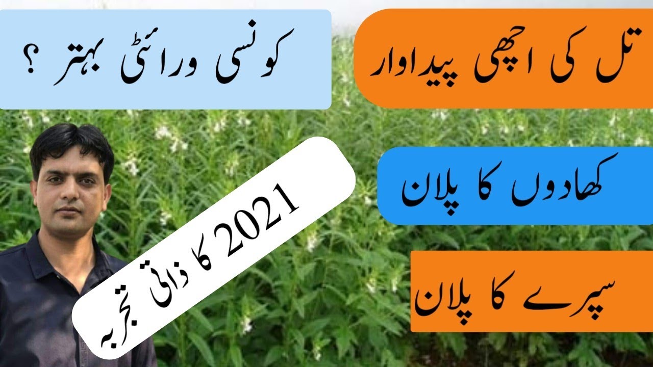 Sesame production technology| till ki fasal sy achi padawar ki hikmat e amali