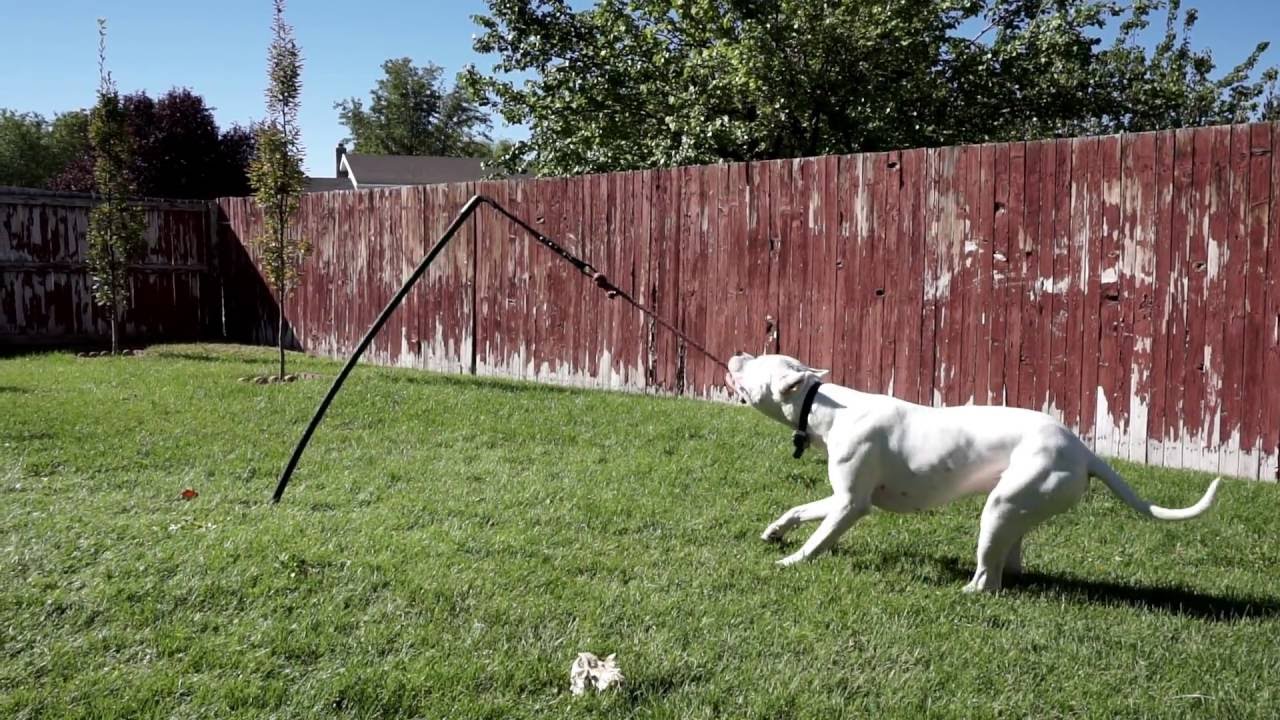 Tether Tug Dogo Argentino 1